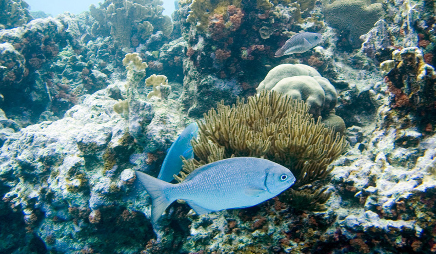 Bermuda Chub - Scuba Diving in Punta Cana