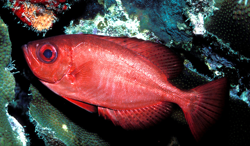 Glasseyes fish - Scuba Diving in Punta Cana