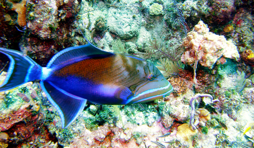 Queen Triggerfish - Scuba Diving in Punta Cana