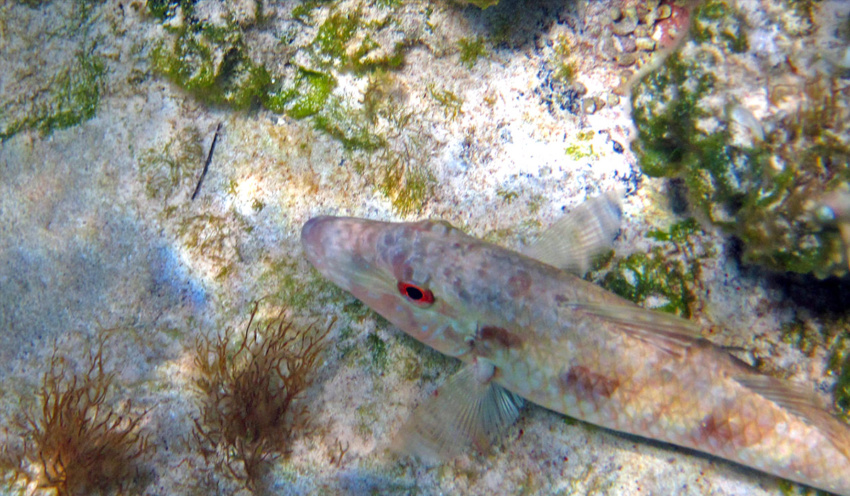 Spotted Goatfish - Scuba Diving in Punta Cana