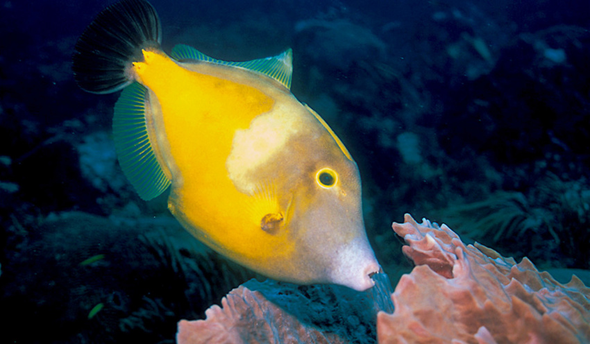 Whitespotted Filefish - Scuba Diving in Punta Cana