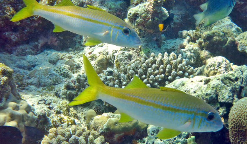 Spotted Goatfish - Scuba Diving in Punta Cana