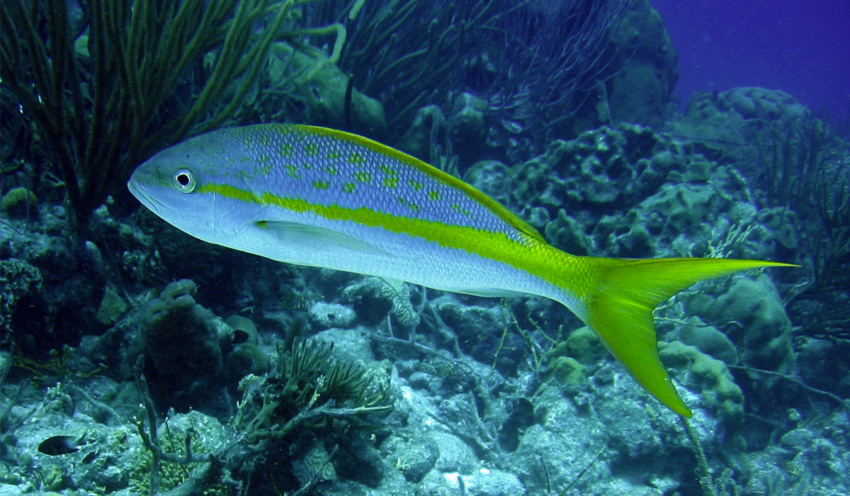 Yellowtail Snapper - Scuba Diving in Punta Cana